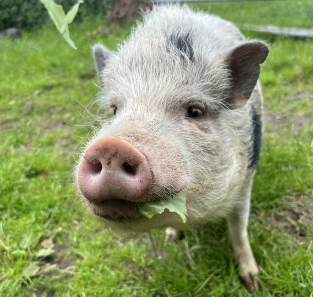 Zwergschwein, hell mit schwarzen Punkten und Blatt im Maul