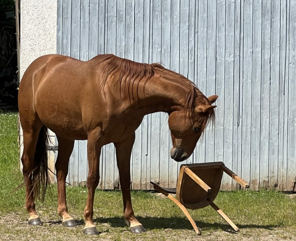 Fuchsfarbenes Pferd vor blauem Holztor, dass einen Stuhl umwirft