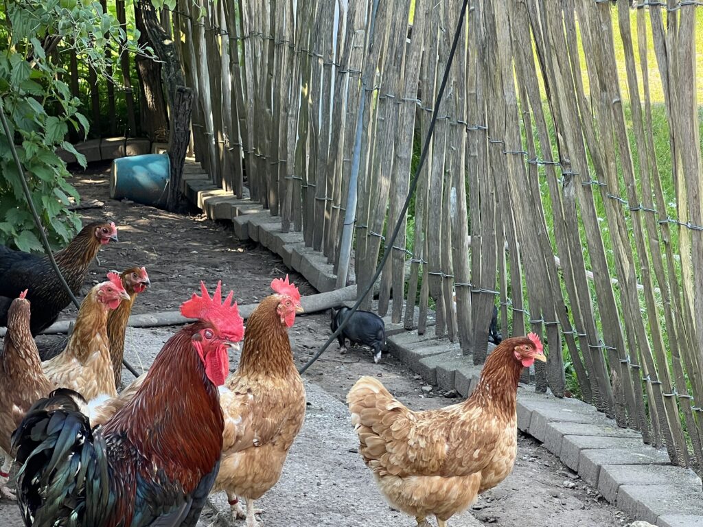 Hühner im Garten mit Staketenzaun
